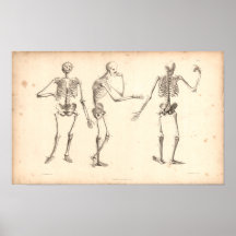 1833 Skeletons Vintage Anatomy Print