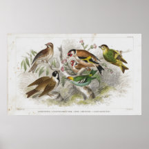 1852 Lithographic print