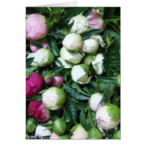 2008 Peony and Garden Photos 135 Greeting Cards
