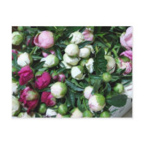 2008 Peony and Garden Photos 135 Post Cards