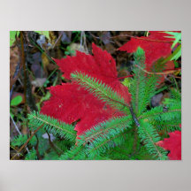 2009_Maine_Autumn_276 Posters