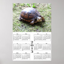 2013 Calendar - Turtle on Moss Posters