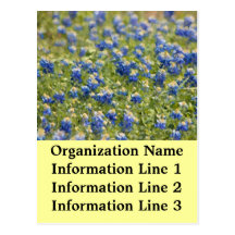 2013 Field of Bluebonnets Company Calendar Post Cards