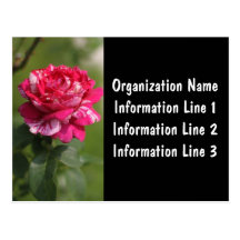 2013 Hybrid Tea Rose Company Calendar Postcard