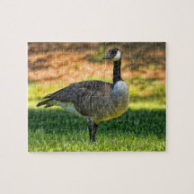 201 CANADA GOOSE ON GRASS PUZZLES