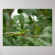 24" x 18" Here's Lizard Looking at You Posters