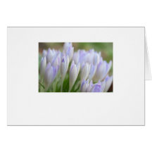 250209crocussec004_1 carte de vœux