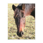 27 Year Old Ancient Brown Horse In Open Green Mead Post Cards