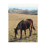 27 Year Old Ancient Brown Horse In Open Green Mead Postcard