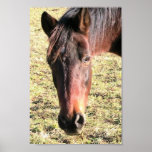 27 Year Old Ancient Brown Horse In Open Green Mead Poster