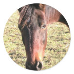 27 Year Old Ancient Brown Horse In Open Green Mead Round Sticker