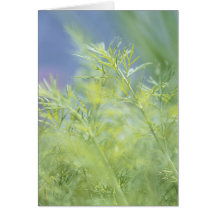 2813 Herb Plants Card