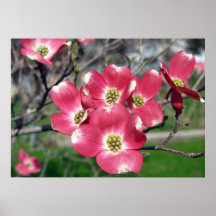 28x20 Dogwood Tree Blooms Poster