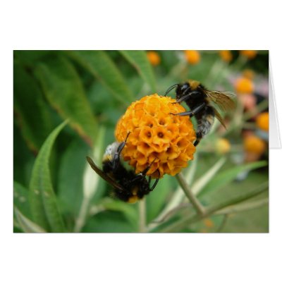 2 bee or not 2 bee cards by Libby