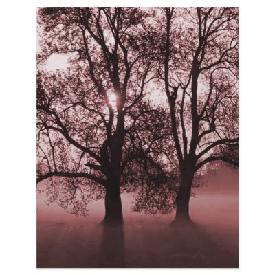 2 Big Trees Red by VoXeeD