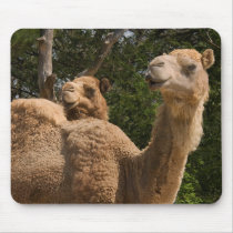 2 Camels Mousepad