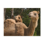 2 Camels Postcard