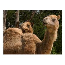 2 Camels Postcard