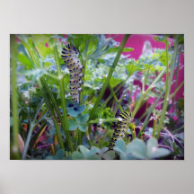 2 chenilles de machaon posters