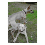 2 dogs cards