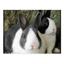 2 dutch rabbits post card