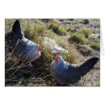 2 Free Range Silver Grey Dorking Hens Card