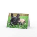 2 french bulldogs in the grass cards