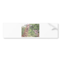 2 giraffes bumper stickers
