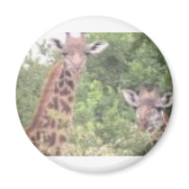 2 giraffes magnets