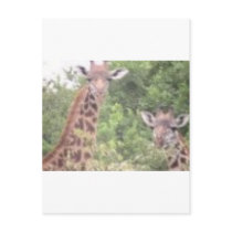 2 giraffes post cards