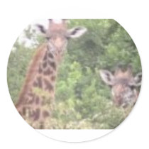2 giraffes round sticker