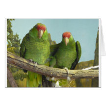 2 green parrots greeting card