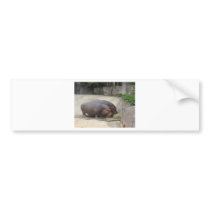 2 hippopotamus bumper sticker