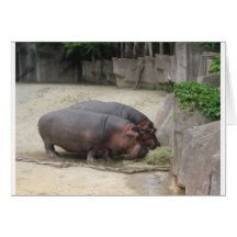 2 hippopotamus cards