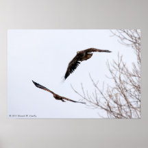 2 Immature Eagles in Flight Poster