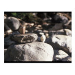 2 'lil rocks post card