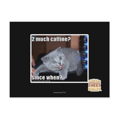 2 much caffine? postcards by icanhascheezburger