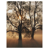 2 TREES SEPIA GOLD ORANGE