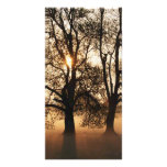 2 TREES SEPIA GOLD ORANGE PHOTO CARDS