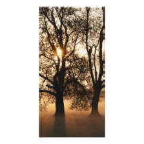 2 TREES SEPIA GOLD ORANGE