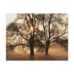 2 TREES SEPIA GOLD ORANGE