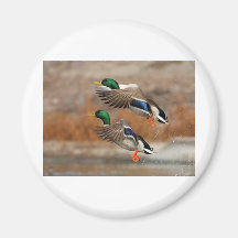 2flying birds refrigerator magnets