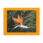 2nd Bird of Paradise Postcard