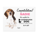 311-Super Duper Dog Female Certificate