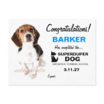 311-Super Duper Dog Male Certificate