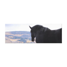 36 X 12 Percheron in the Rockies Gallery Wrap Canvas
