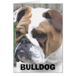 3-29-06 009, BULLDOG GREETING CARDS