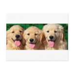 3 Amigos Postcard