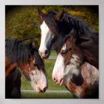 3 Clydesdale Heads Print
