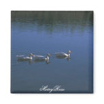 3 Cute Ducks In Water Refrigerator Magnets